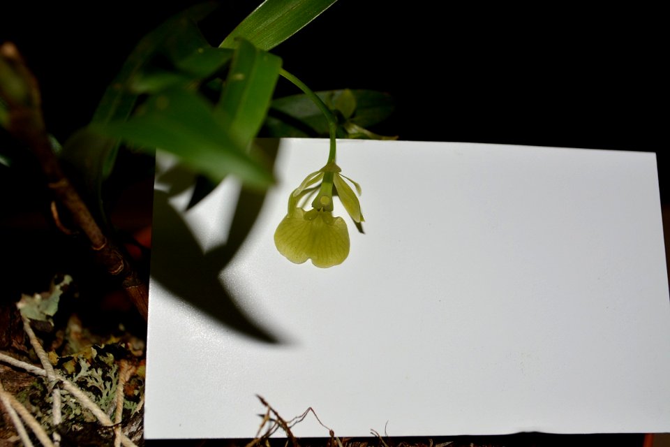 Epidendrum theodori