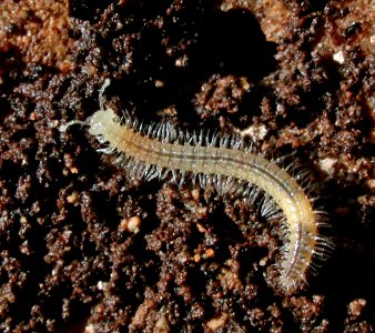 A cave-adapted millipede in Mammoth Cave National Park.