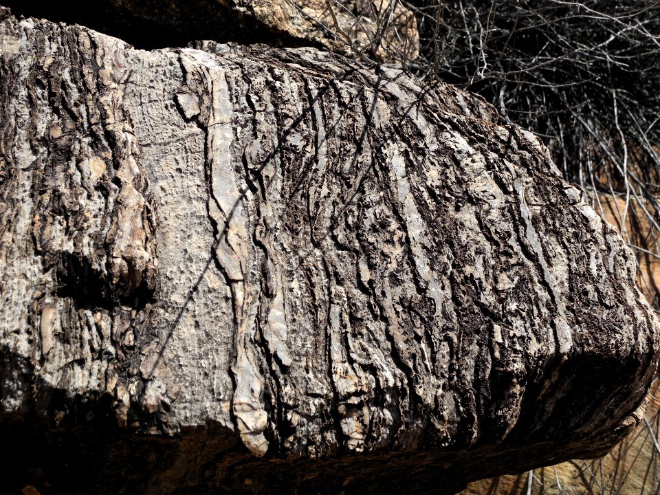 Fossils