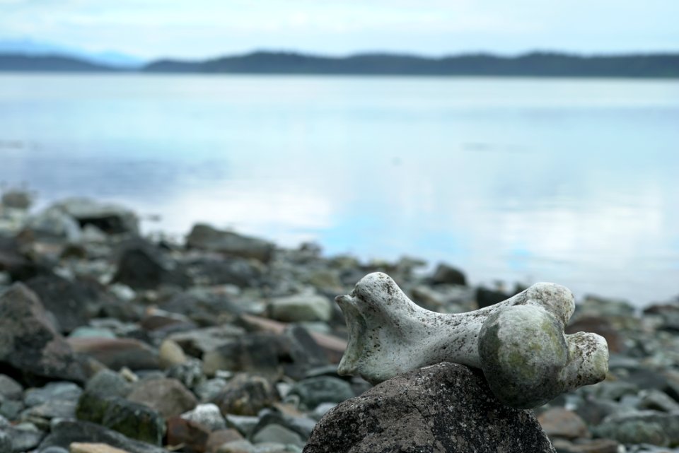 Episode 9: Underwater Conversations in Glacier Bay