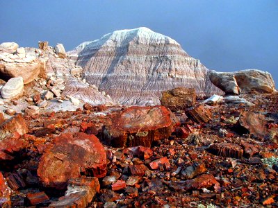 Petrified wood photo