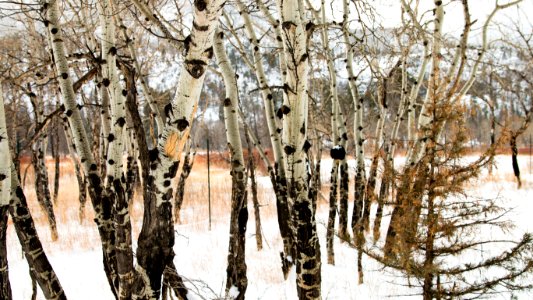 Aspens in Rocky Mountain National Park photo