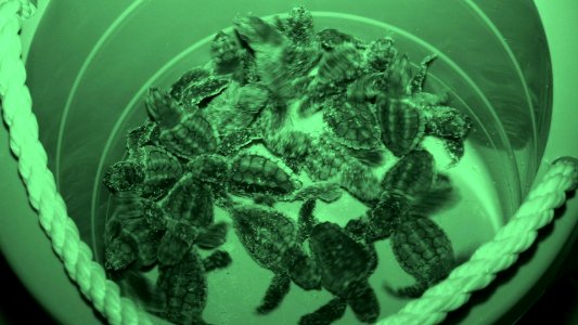 Episode 4: Teens & Turtles