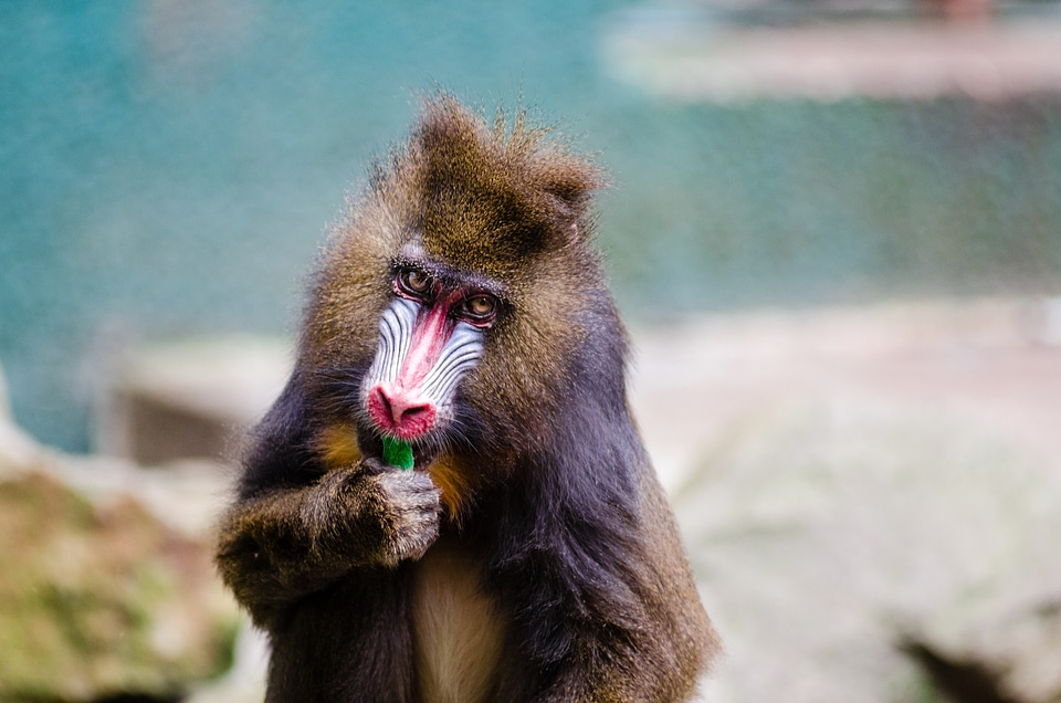 Mammal wildlife nature