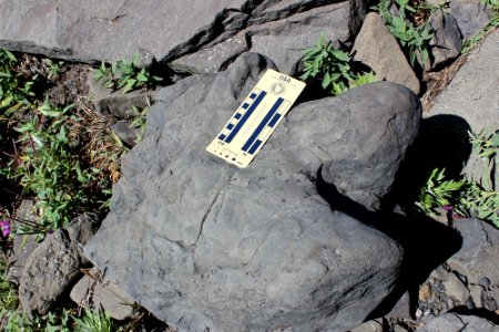 Hadrosaur track photo