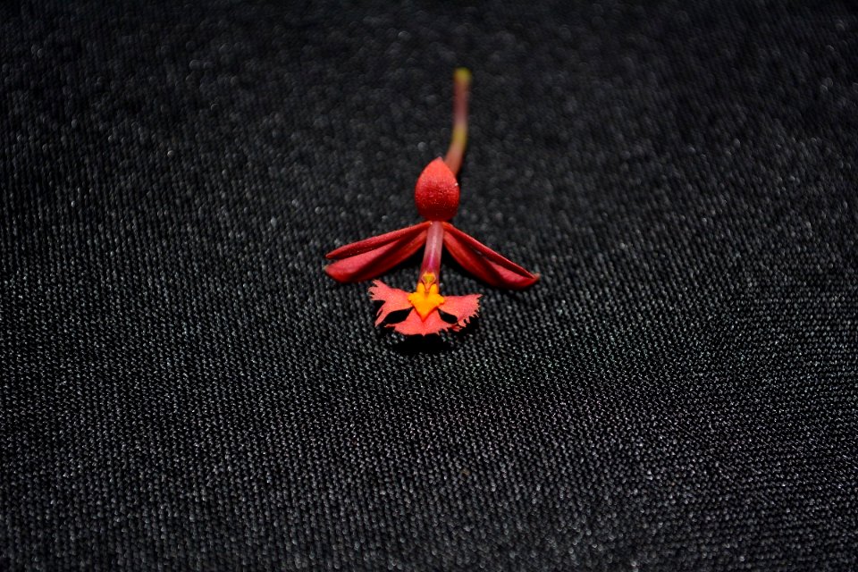 Epidendrum sp.