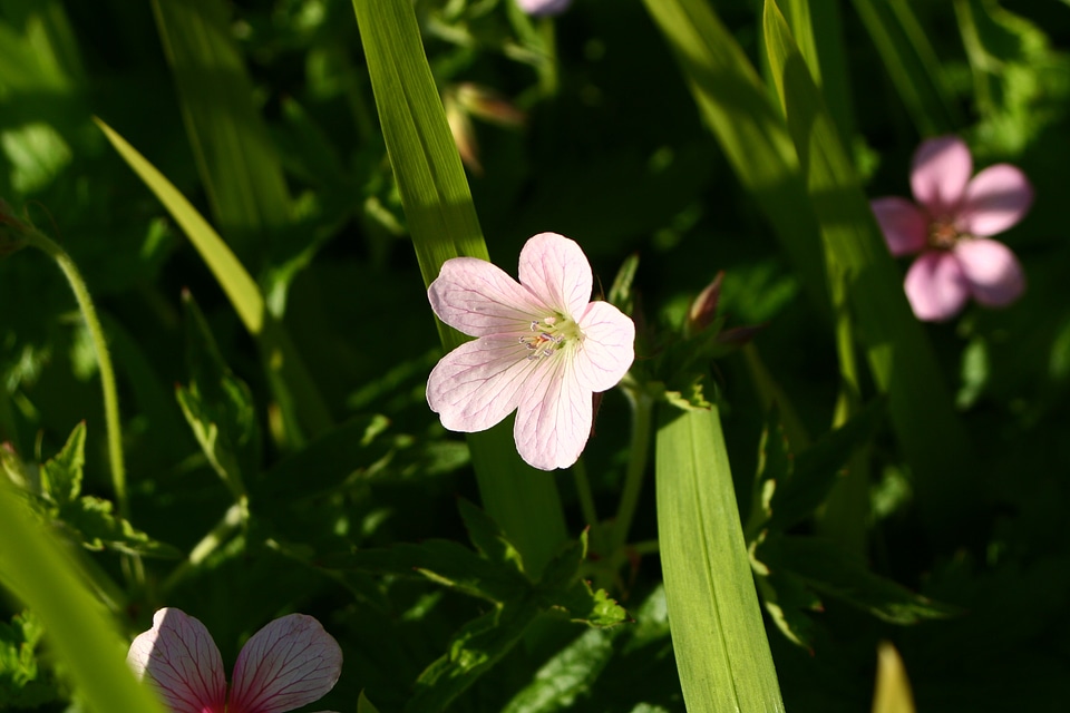 Spring nature gardening