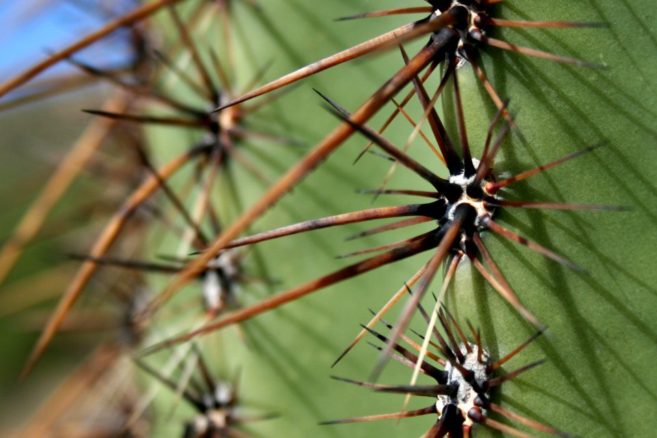 Saguaro cactus. NPS photo.
