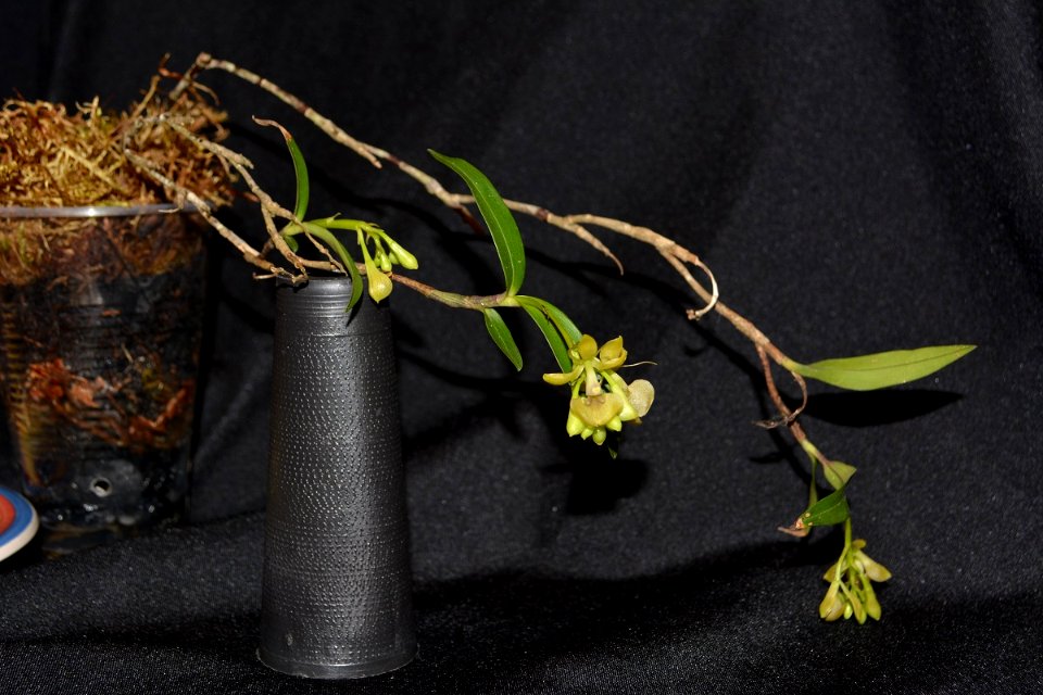 Epidendrum sp.