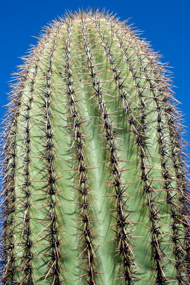 Saguaro cactus. NPS photo.59