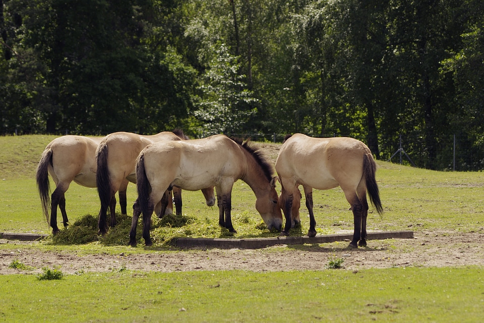 Horse tallinn zoo endangered
