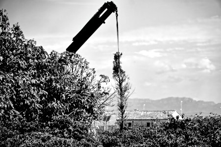 El arbol ahorcado