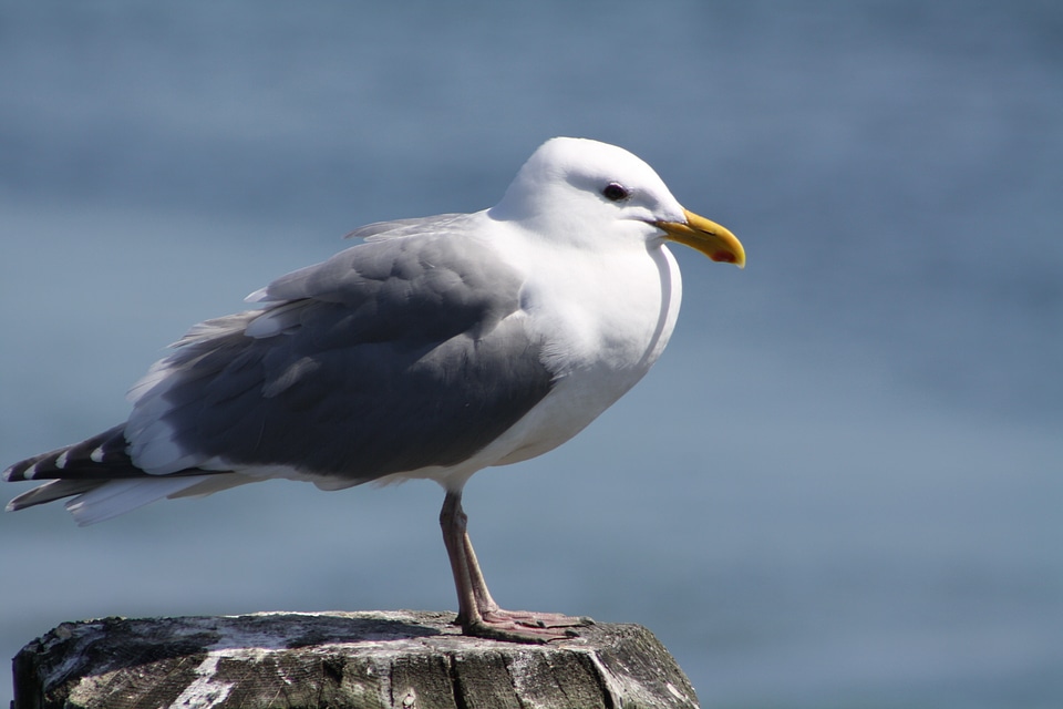 Ocean water gull