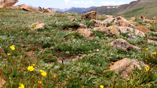 Rocky Mountain Tundra Wildflowers photo