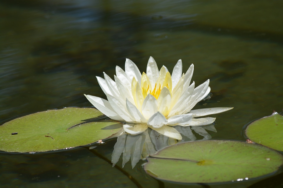 Nature water plant photo