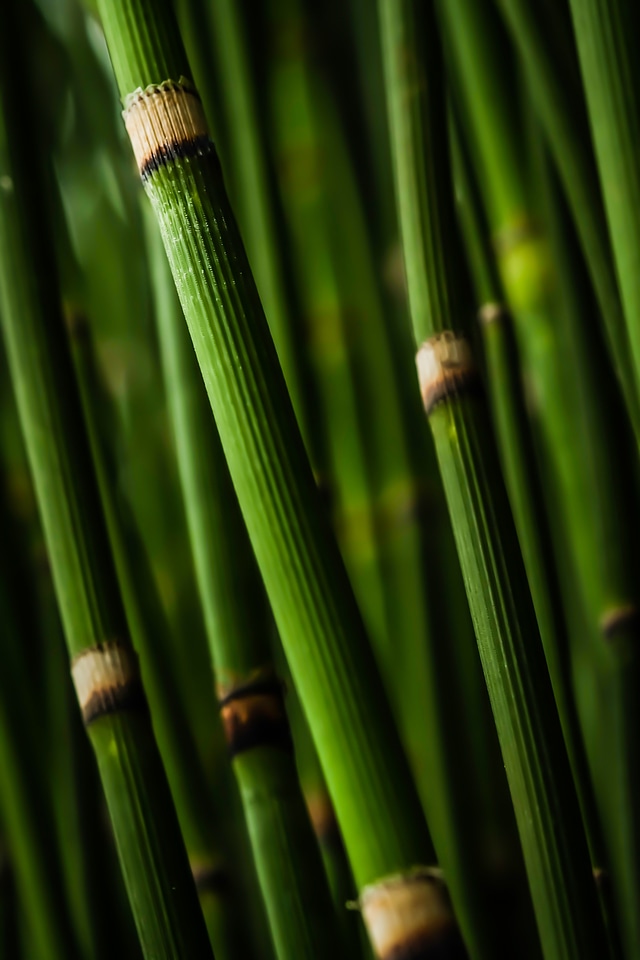 Green forest nature