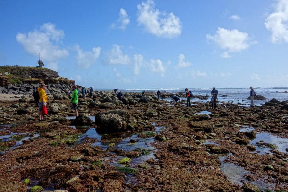 Cabrillo BioBlitz (2016)