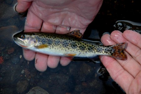 coastal cutthroat trout