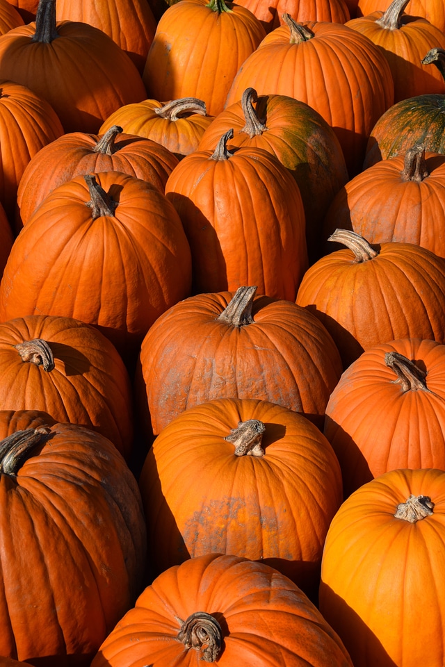 Thanksgiving agriculture autumn decoration
