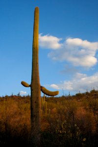 Saguaro cactus. NPS photo