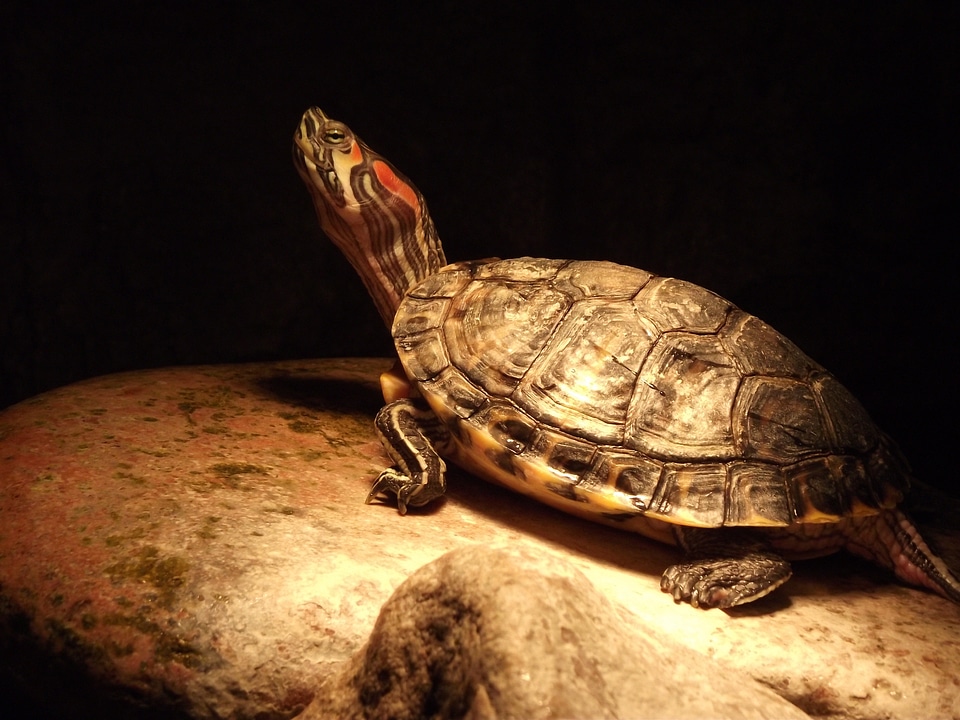 Turtle animal black sun