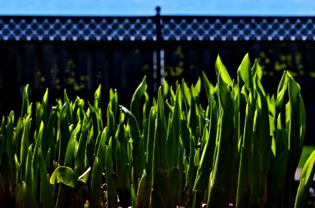 Spring Sighting
