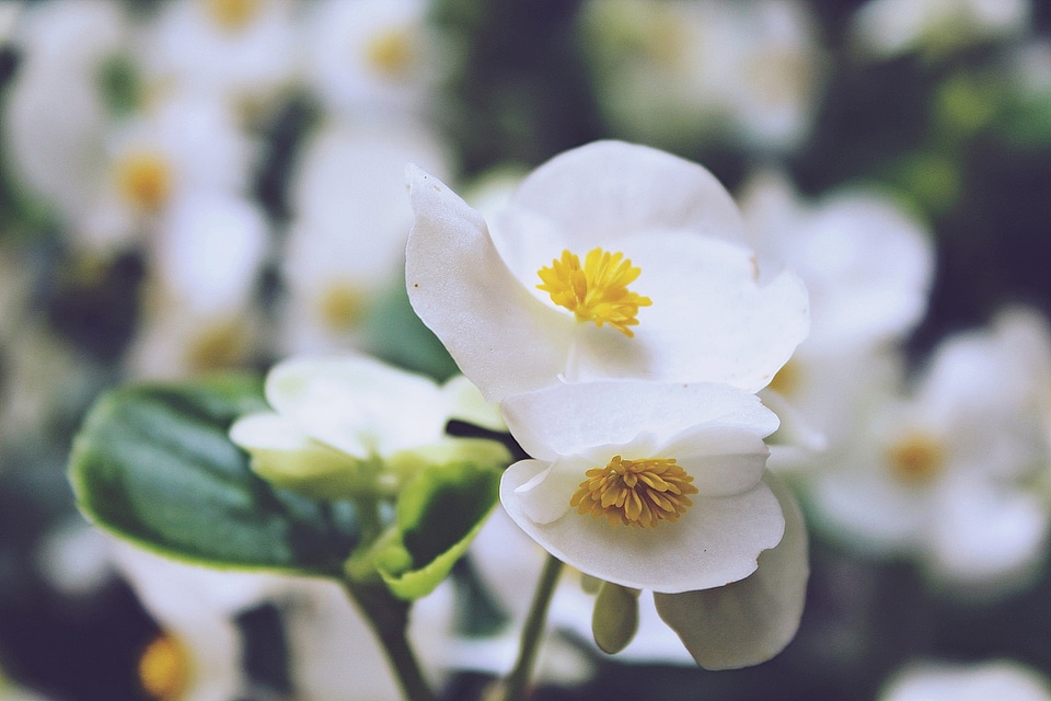 Bright begonia eyes of god