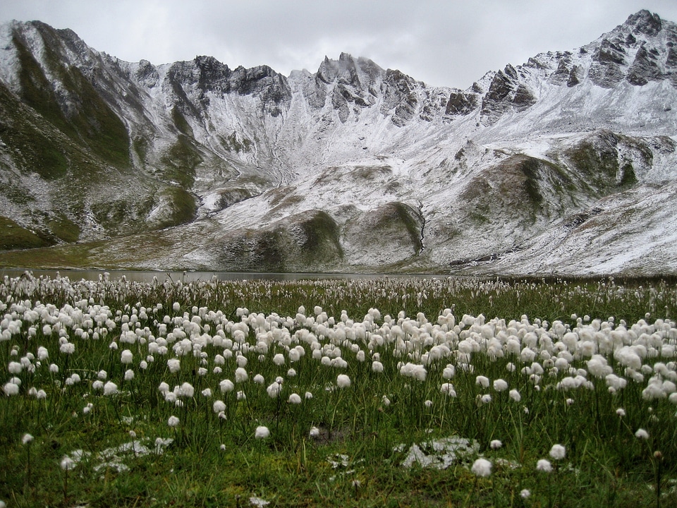 France white flowers