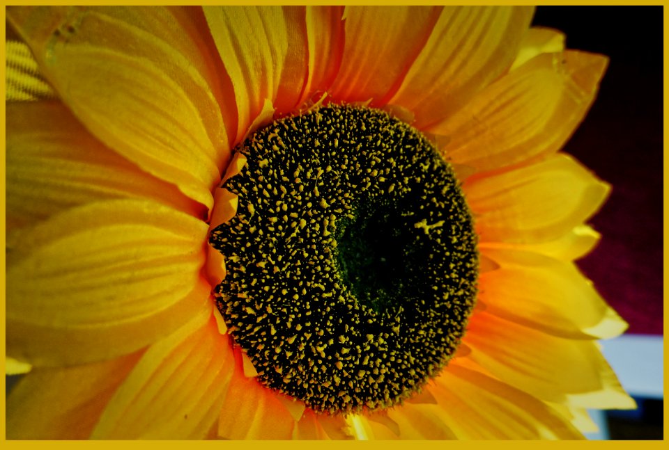 El ojo del girasol