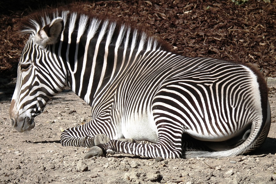 Striped mane black and white