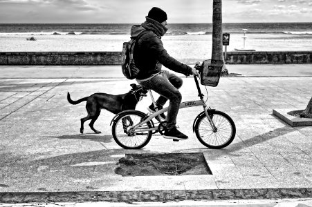 El paseo perruno