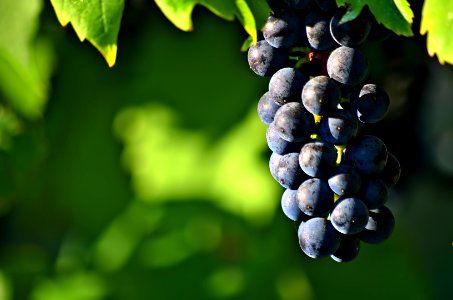 Grape Season
