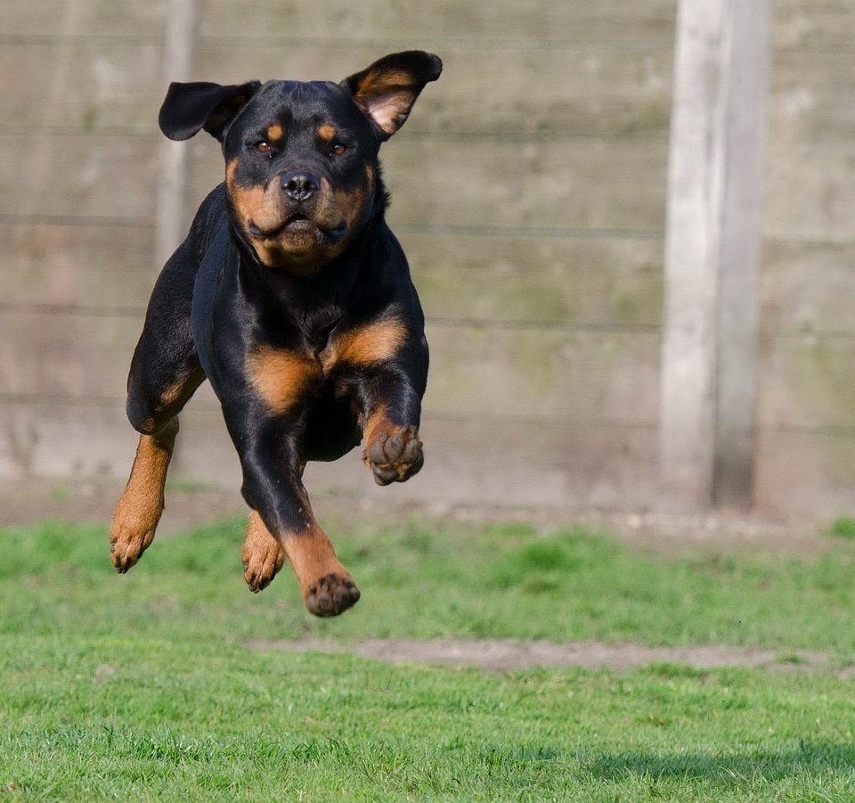 Dog walkers animal shelter kennels