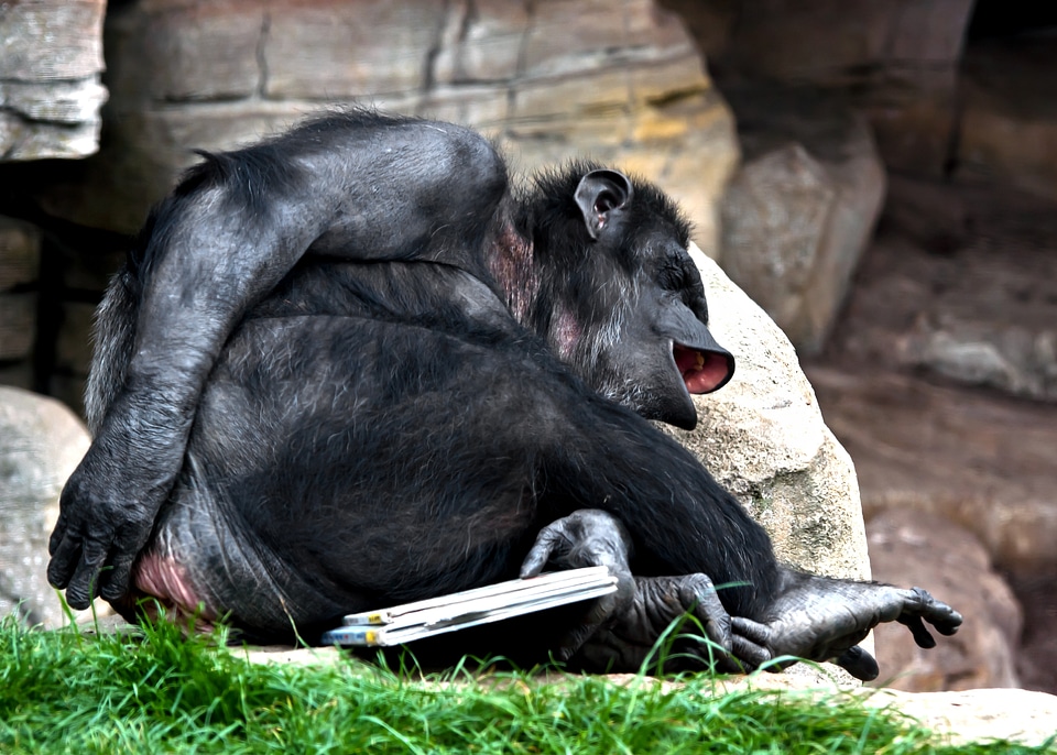 Cheeky primate mammal
