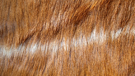 Animal 00209