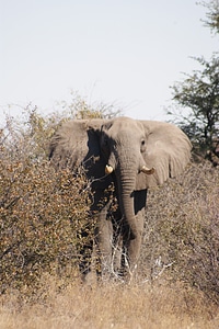 Majestic africa safari photo