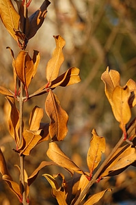 Dead leaves leaf yellow leaves photo