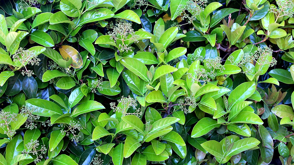 Natureza 01309
