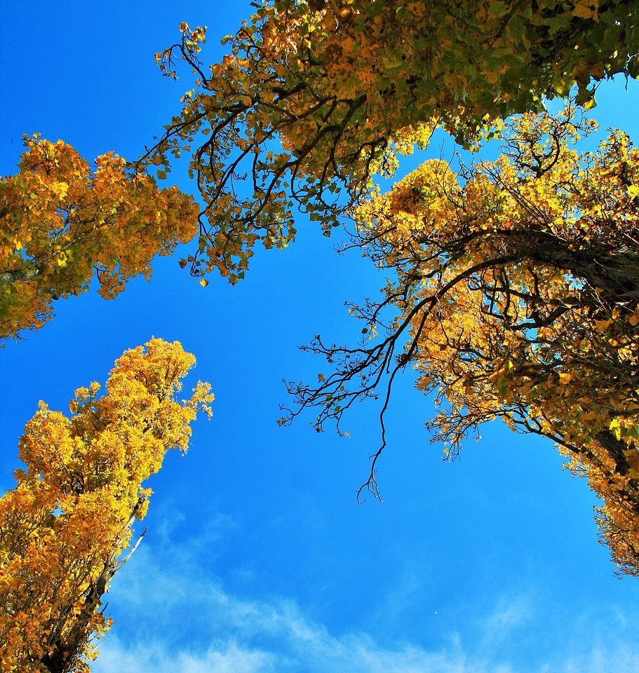 Poplar autumn yellow