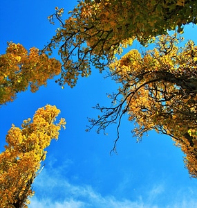 Poplar autumn yellow photo
