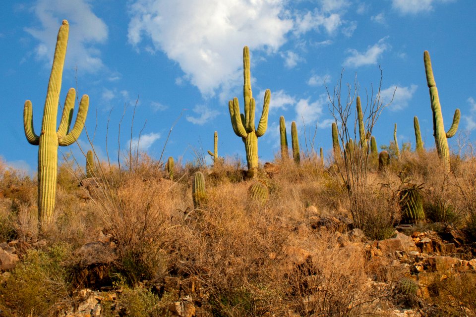 Saguaro National Park. Photo by NPS/Todd M. Edgar.