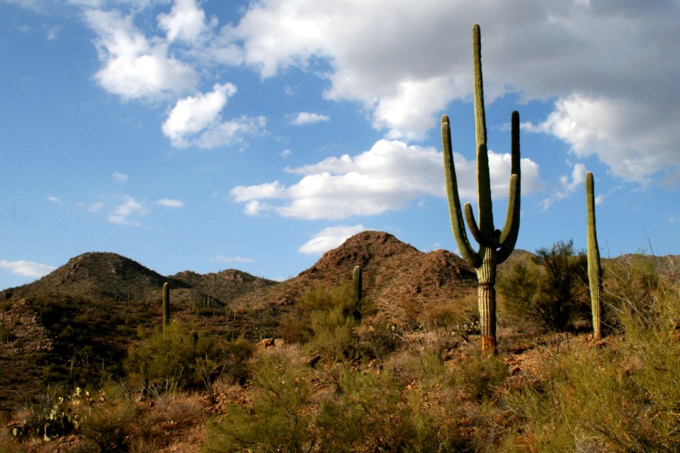 Saguaro National Park. Photo by NPS/Todd M. Edgar.