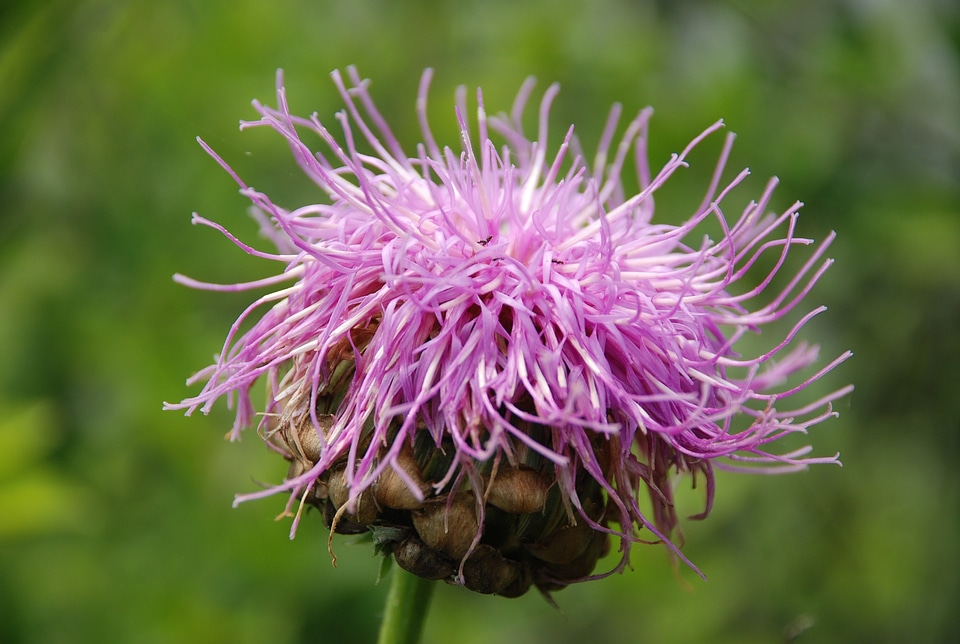 Plant purple flower spring