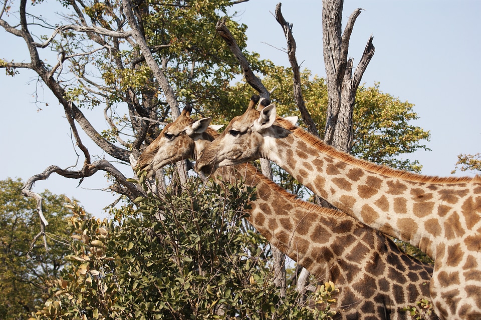 Spotted wild animal wilderness