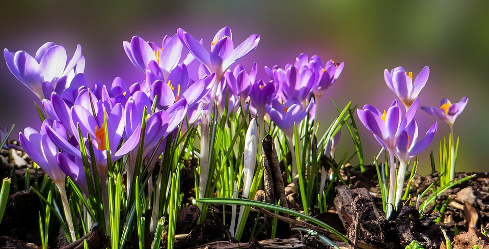 Crocus close up spring flowers photo