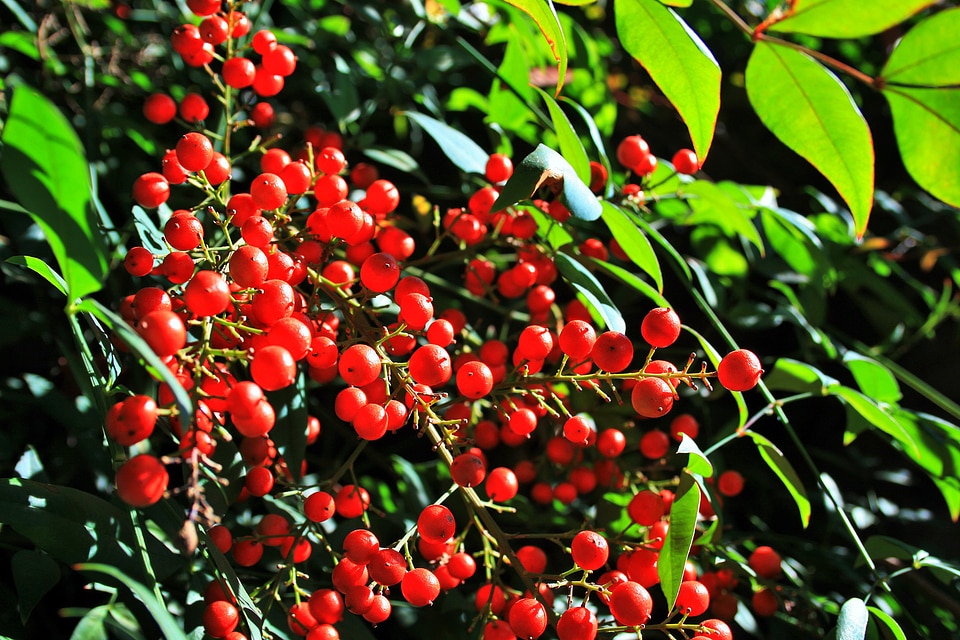 Red round sunlight