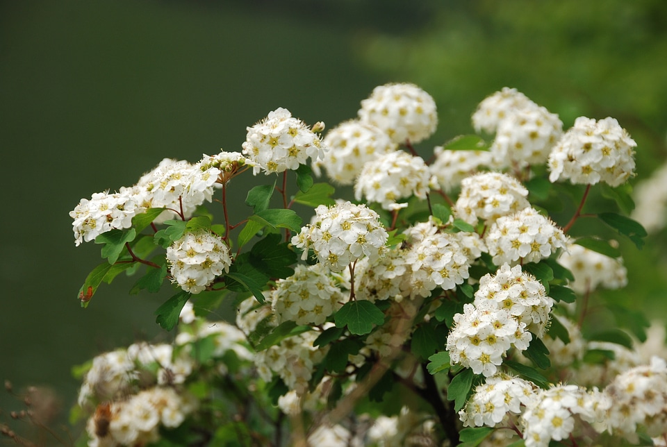 A cluster of flowers white flower spring