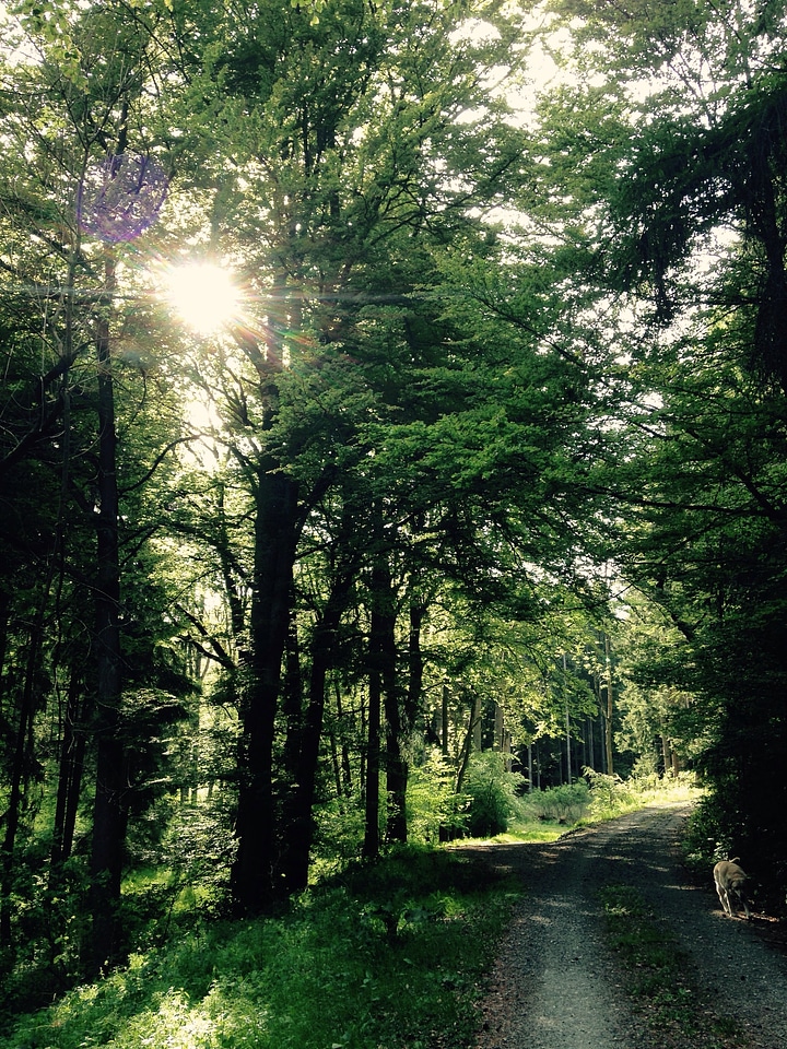 Trees atmosphere mood