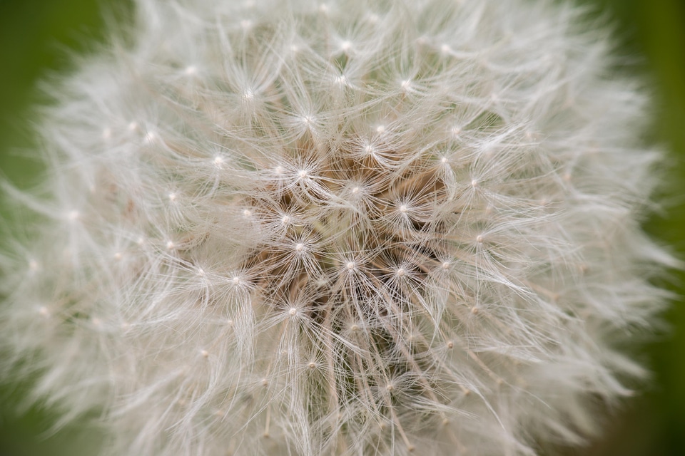 Yellow pollen macro