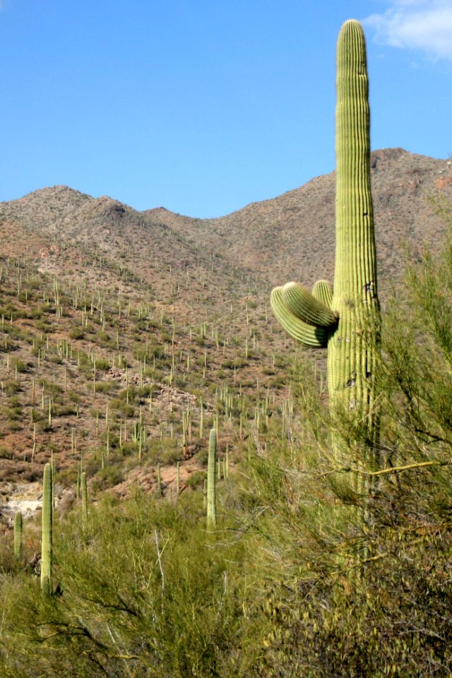 Saguaro National Park. Photo by NPS/Todd M. Edgar.00